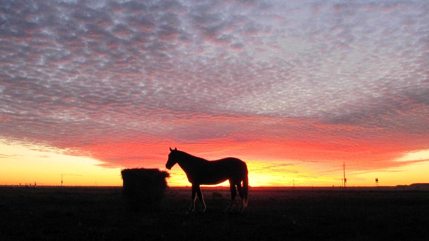 A horse feeds as the sun sets.