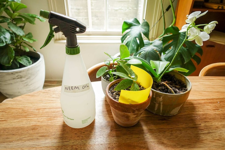 How to get rid of fungus gnats on indoor plants - ABC Everyday