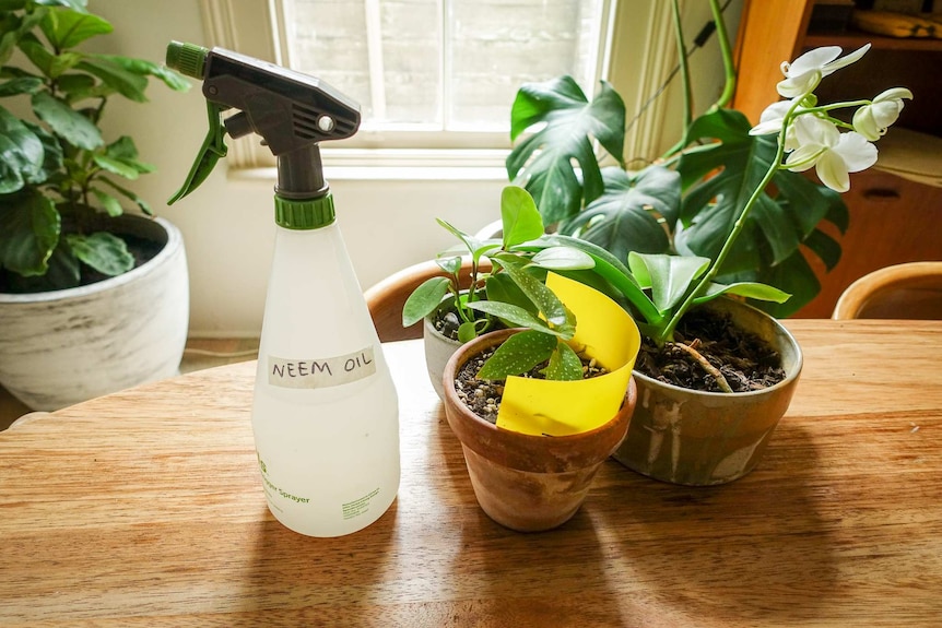 A spray bottle of diluted neem oil and an indoor plant with a yellow sticky trap, two ways to deal with fungus gnats.