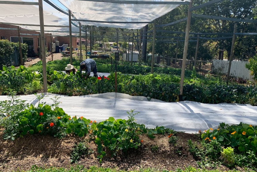 A man and woman crouch over a vegetable patch in a large garden.