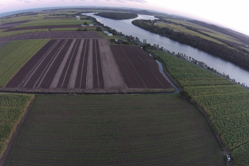 An aerial shot of a cane farm next to a river.