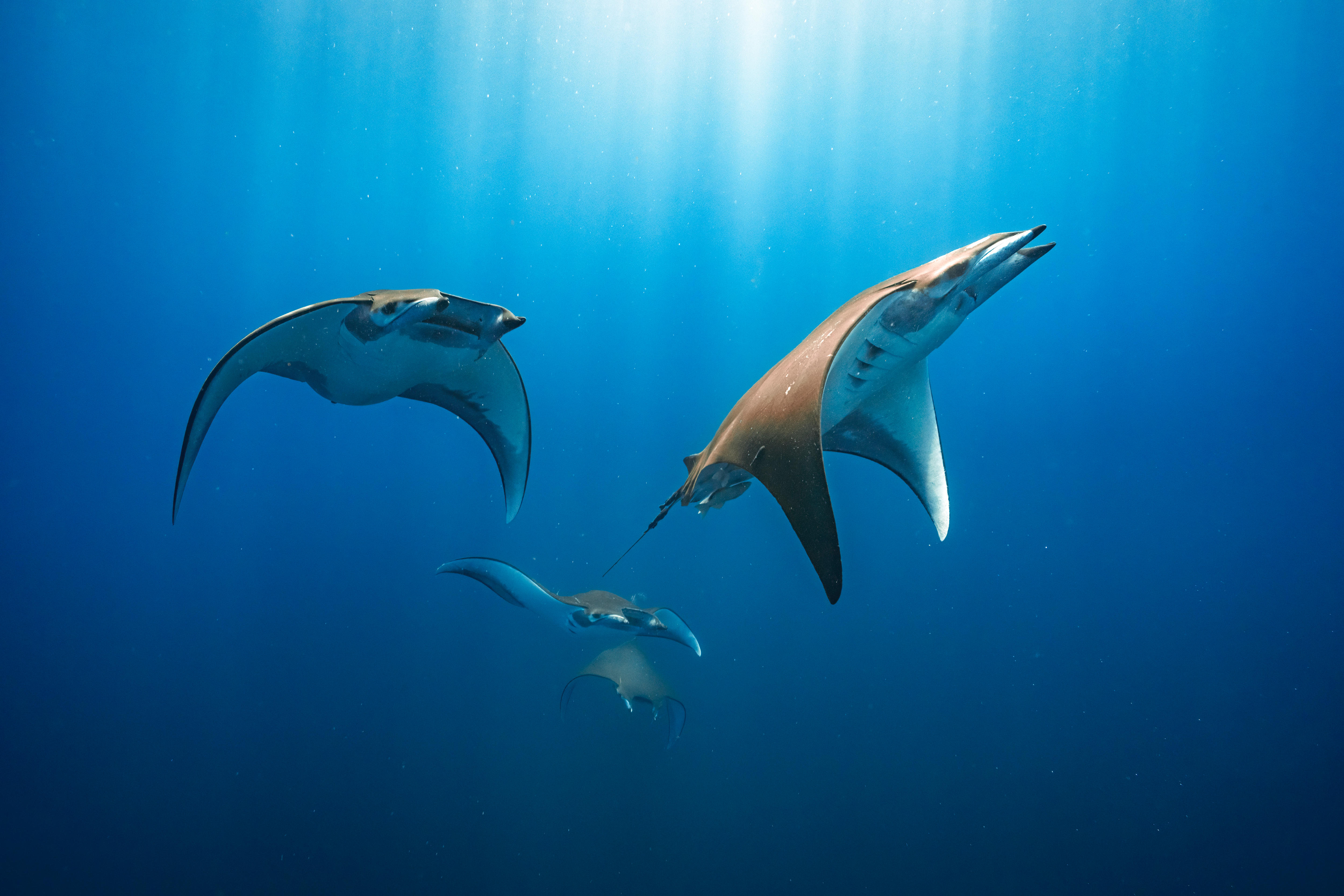 Four Chilean devil rays glide through the ocean.