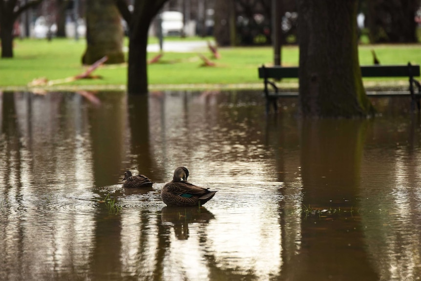 Ducks in south Parklands