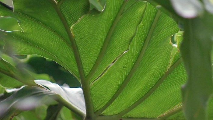 The Tropical Look - Gardening Australia