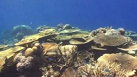Researchers say changes in the ocean are making the corals "stupid".