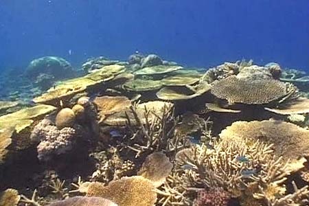 US Pacific Islands oppose endangered coral species list