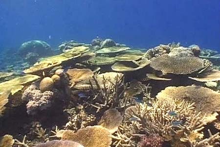 Coral en la Gran Barrera de Coral frente a Queensland