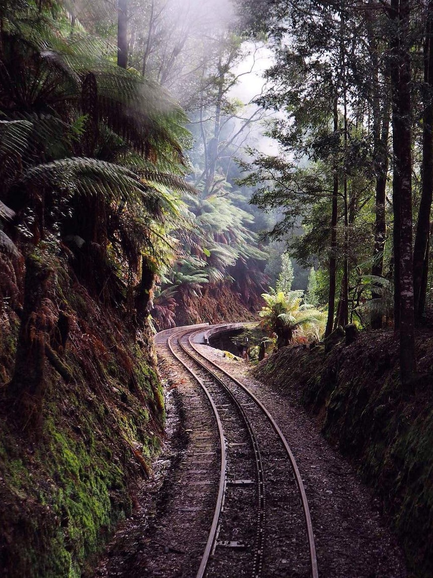 Railway trail through forest