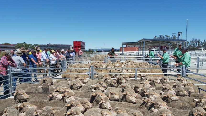 farmers lean across pens of sheep at a saleyard