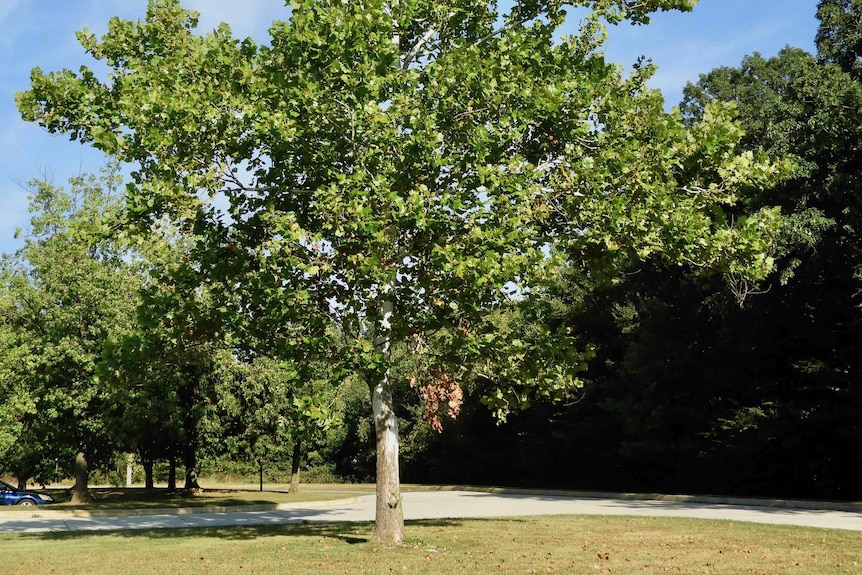 A large green tree standing tall.