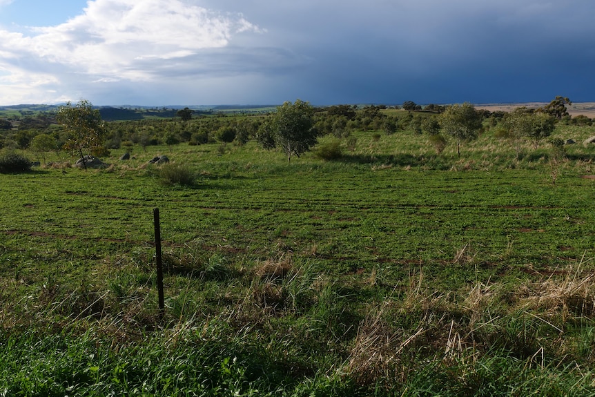 young trees in a pasture