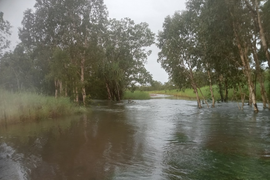 A roadway in a remote area flooded with water, with long grass and paperbark trees on either side. 
