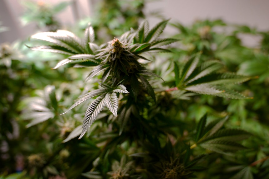 A cannabis plant growing indoors in Canberra.