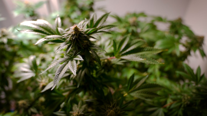 A cannabis plant growing indoors in Canberra.