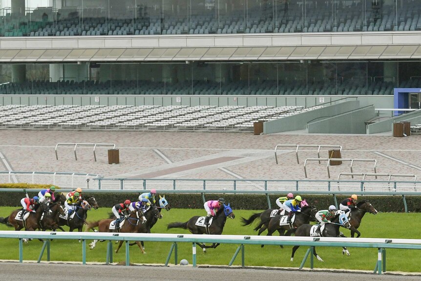 A dozen horses, ridden by jockeys, ride in a tight bunch past empty seating on a racecourse.
