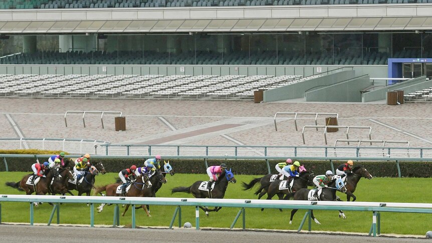 A dozen horses, ridden by jockeys, ride in a tight bunch past empty seating on a racecourse.