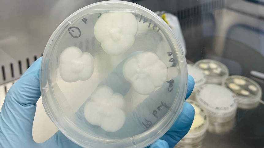 Four blobs of white mould are inside a transparent circular dish, being held up by a hand in a blue glove.