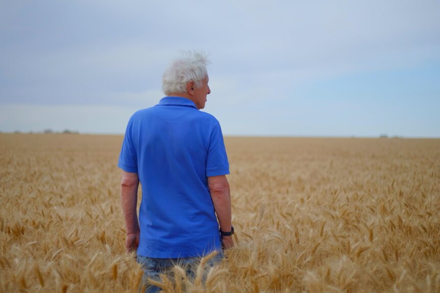 Rai today stands with his back to the camera in a wheat field in blue collared t-shirt. The wheat stretches into the distance.