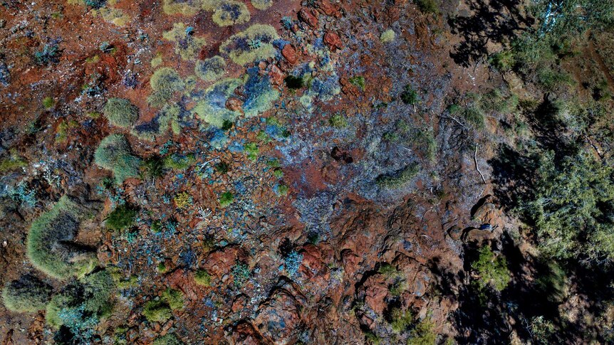 A tight image of red rock and patches of green that form strange shapes.