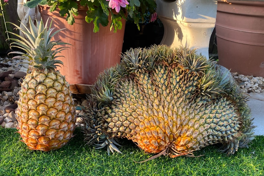 A fasciated pineapple beside a regular pineapple. The fasciated fruit looks like eight pineapples grown into one, fan shape.