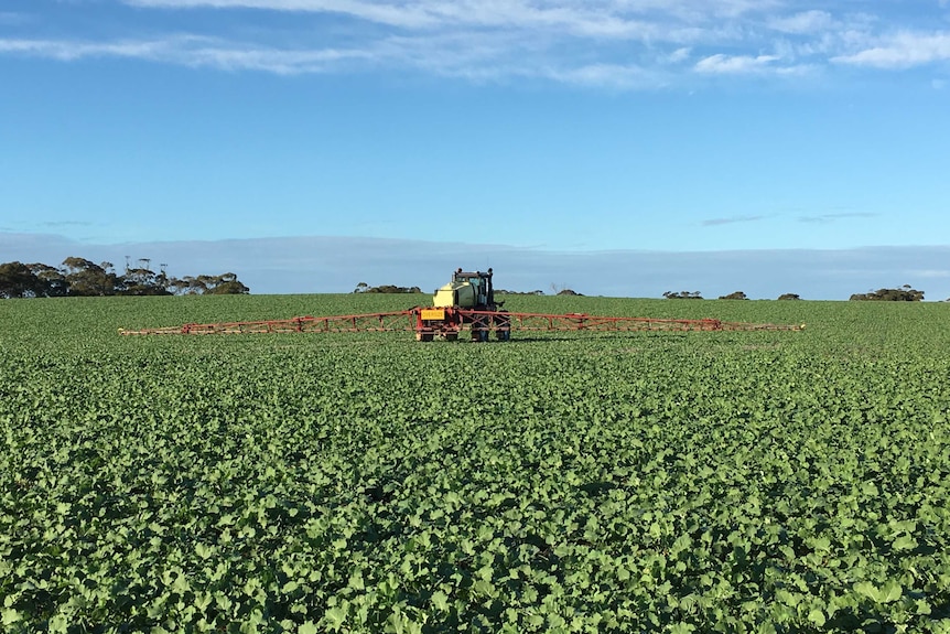 Tractor sprays green field of Canola crop.