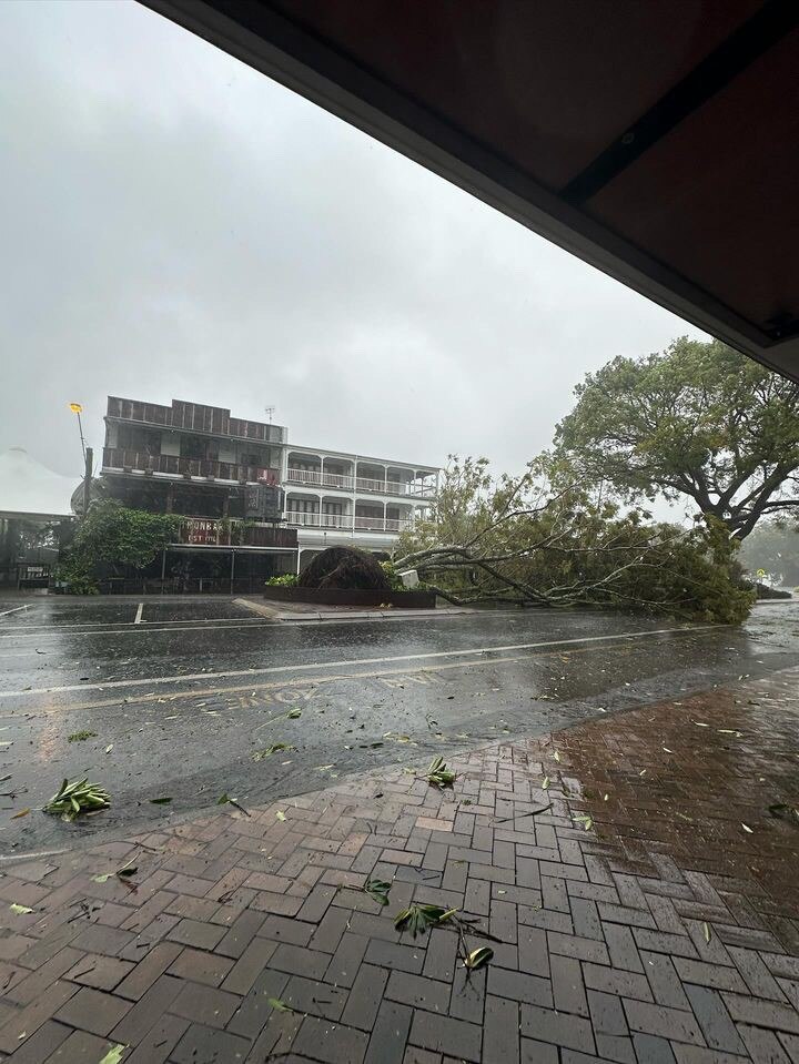 Trees knocked down in Port Douglas.