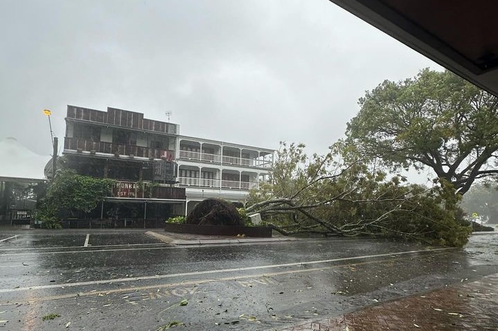Trees knocked down in Port Douglas.