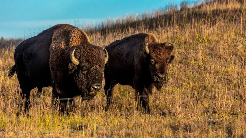 American bison in a state park in Dakota