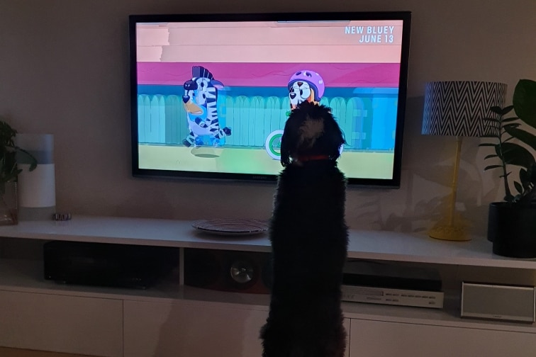A dog jumps up to watch Bluey on a tv