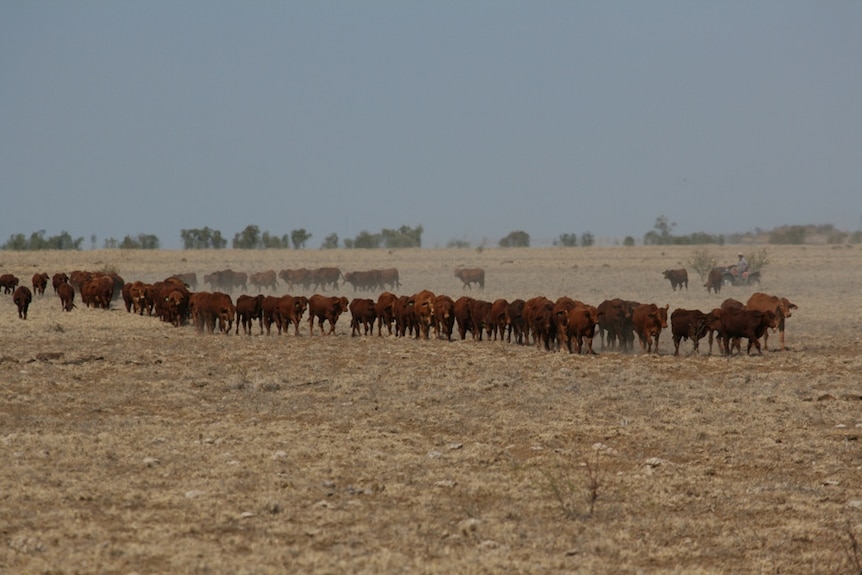 Cattle move through the dusty paddock in Queensland's Hughenden region during the drought