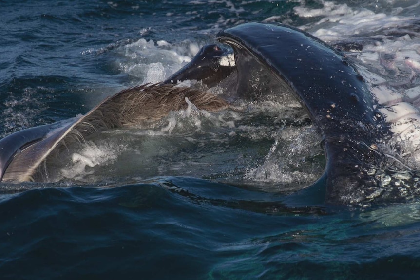 Close up image of a humpback whale with its mouth open on the waters surface