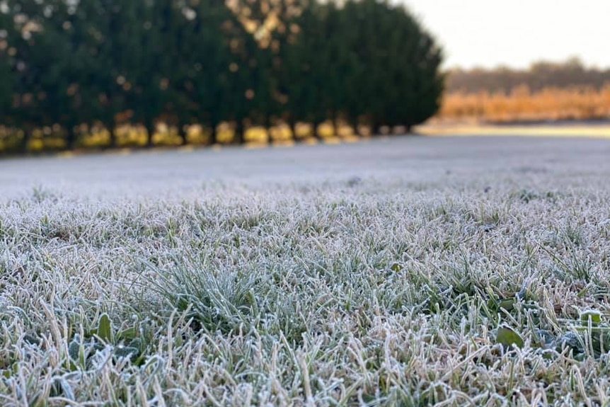 Grass covered in frost.