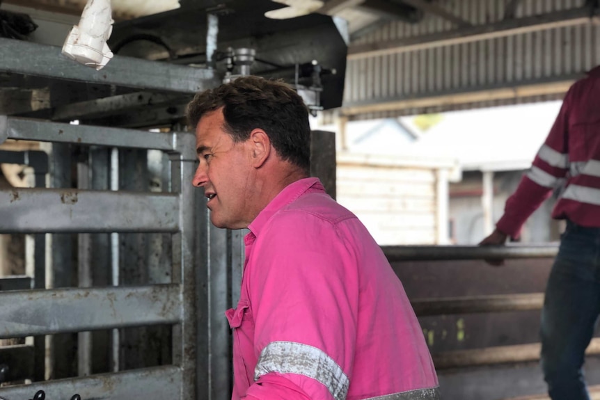 a man in a pink shirt stands operates the controls of an automatic cattle yard