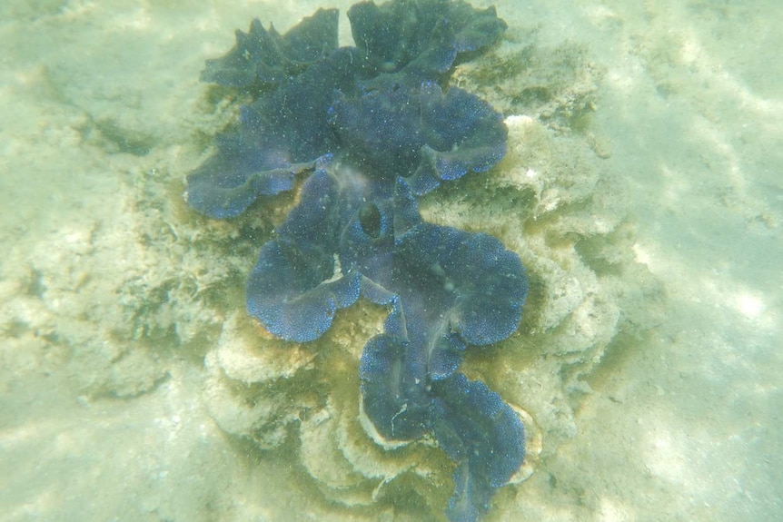 A blue clam sits on the sand off Groote Eylandt.
