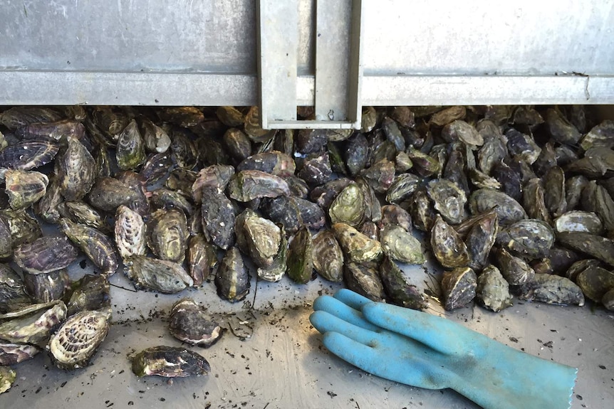 Fresh oysters for the Christmas table