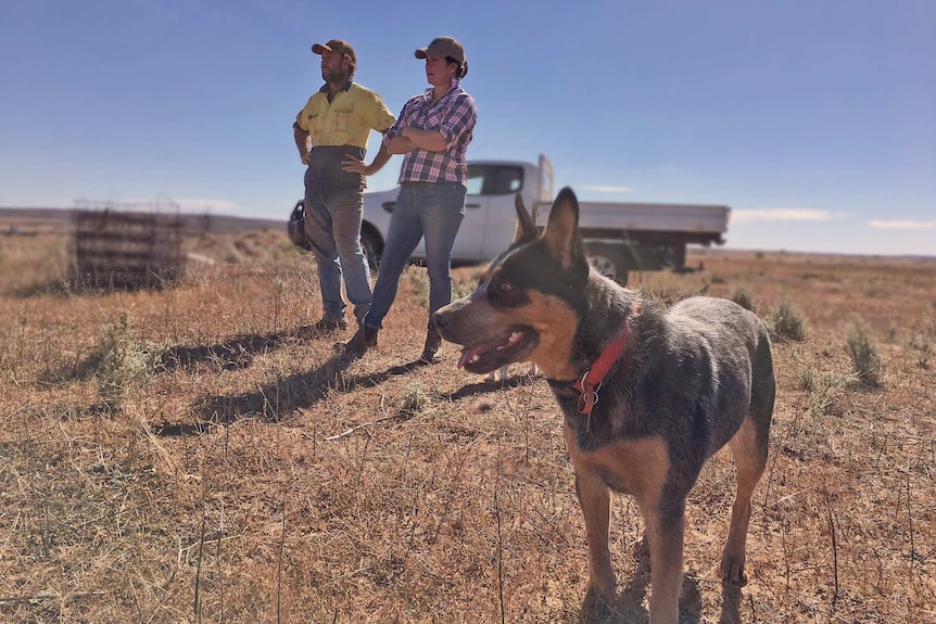 West Australian farmers waiting on the rain