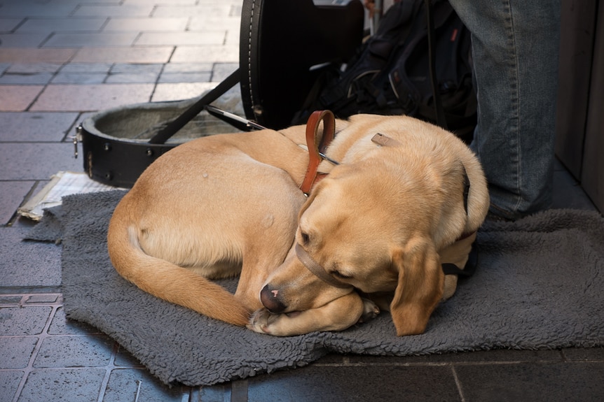 Guide dog Utah Steven Wolfgang Clarke naps