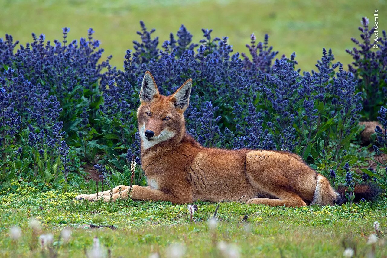 An Ethiopian wolf poses serenely in the Bale Mountains National park, the Afro-alpine shrubland of the highlands of Ethiopia.
