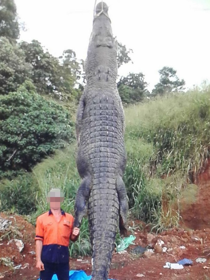 A man stands next to a 4.3 metre crocodile on the banks of the South Johnstone River at a farm south of Cairns, date unknown.