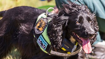 Sally the weed-sniffing spaniel running with her tongue hanging out