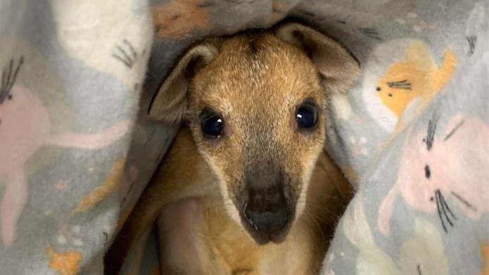 A small orange and tan coloured wallaby wrapped in a blanket
