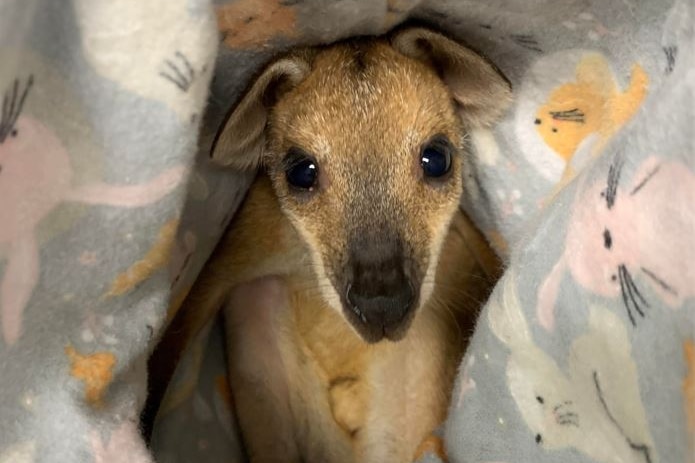 A small orange and tan coloured wallaby wrapped in a blanket