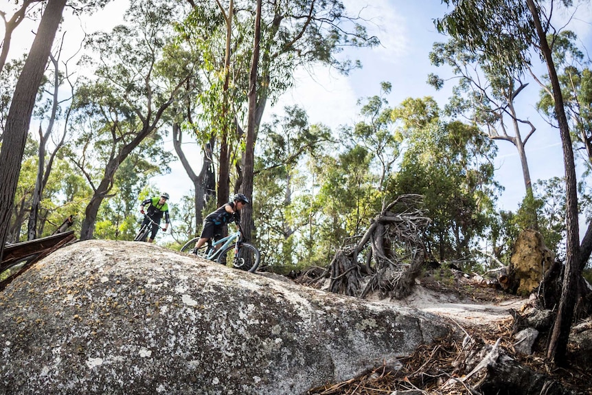 Two riders on mountain bikes ride over a large rock in the bush
