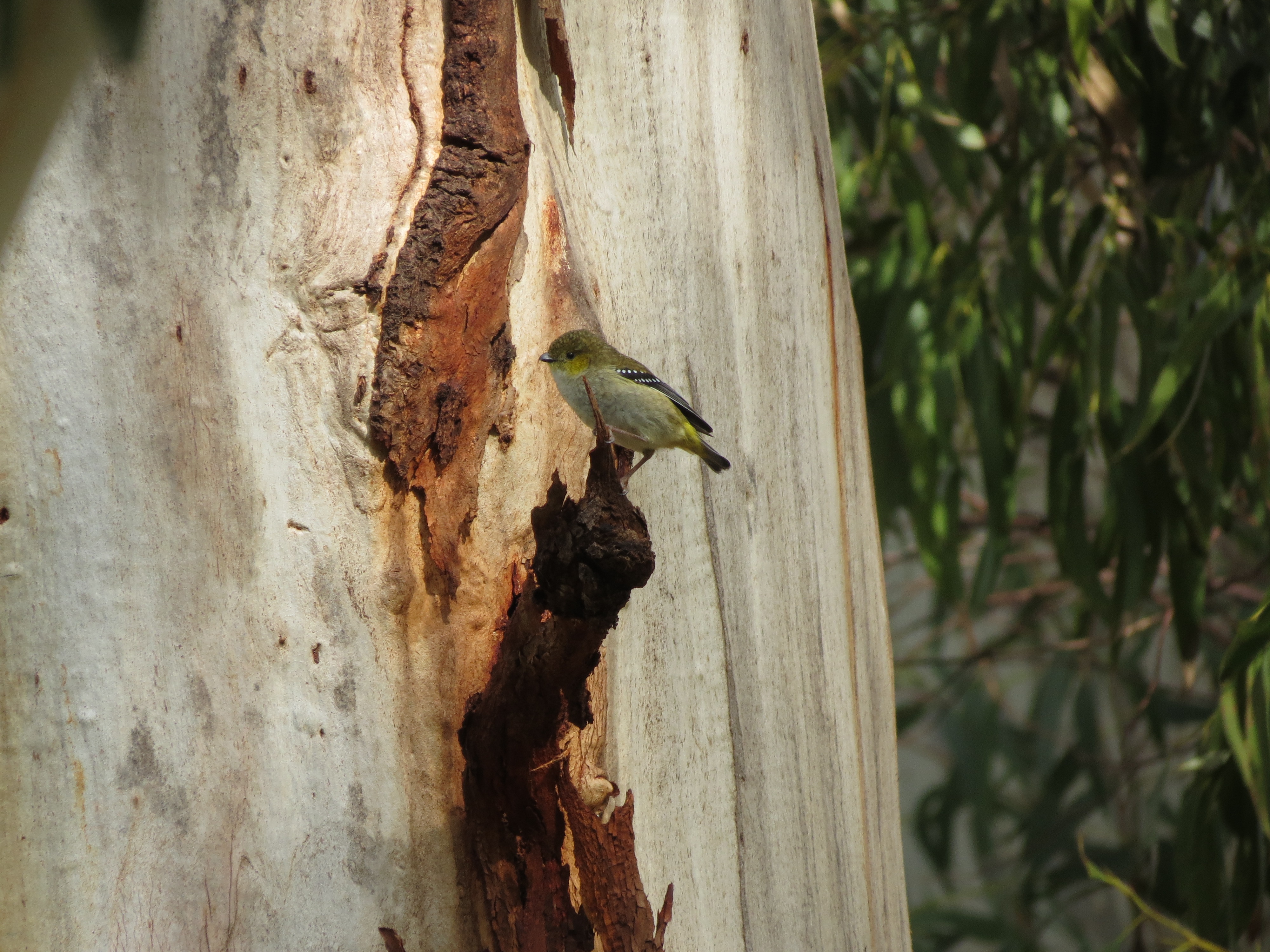 Cuarenta pardalotes manchados posados ​​sobre un eucalipto blanco.