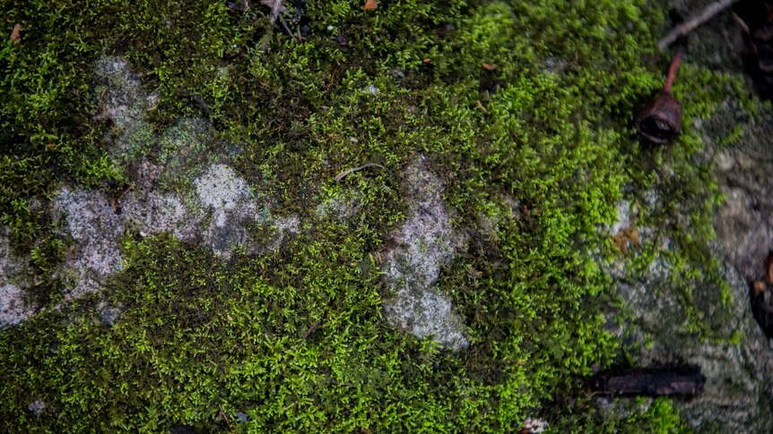 Green moss across a rock.