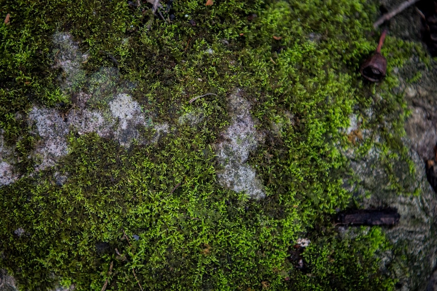 Green moss across a rock.