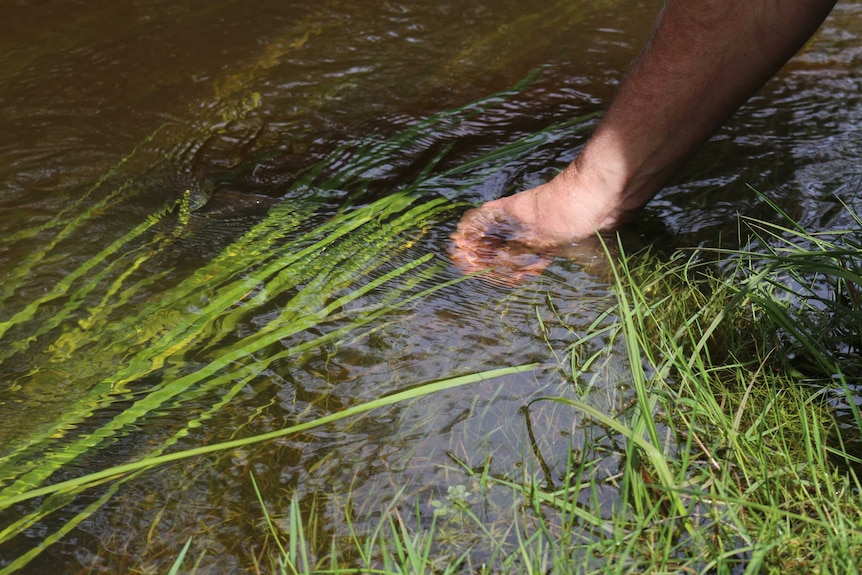 A man's hand in flowing water.