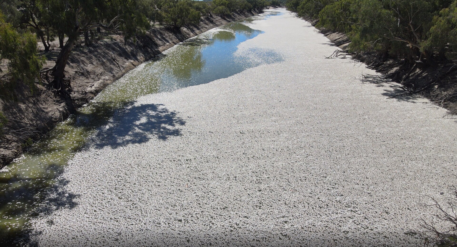 Thousands of dead fish floating on top of the water along the Darling River near Menindee