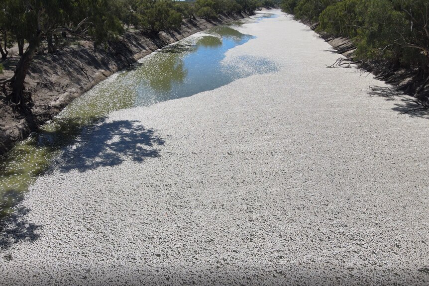 Thousands of dead fish blanket a large stretch of river.