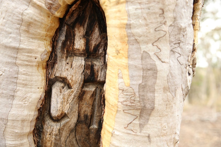 CT, standing for Commonwealth Territory, carved on a tree near Bungendore.